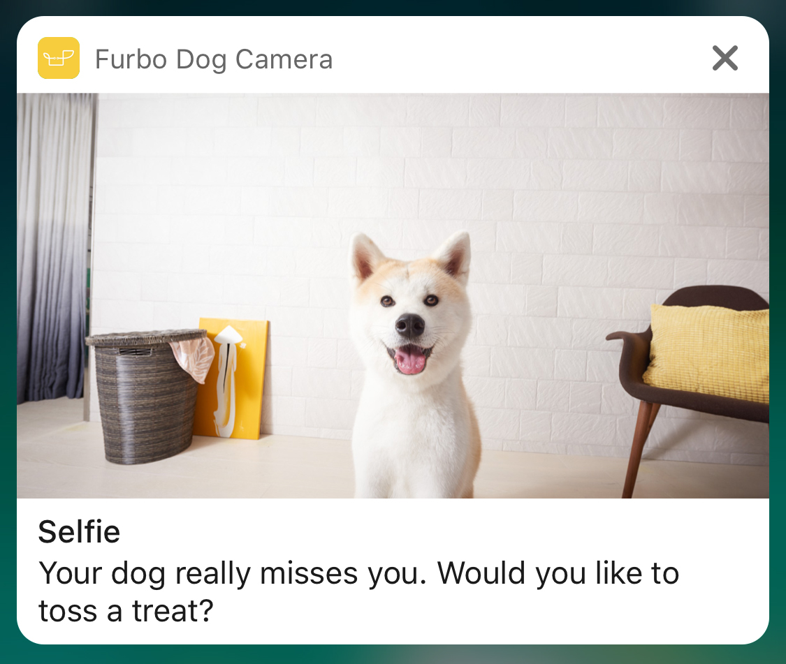 Dog Selfie Camera