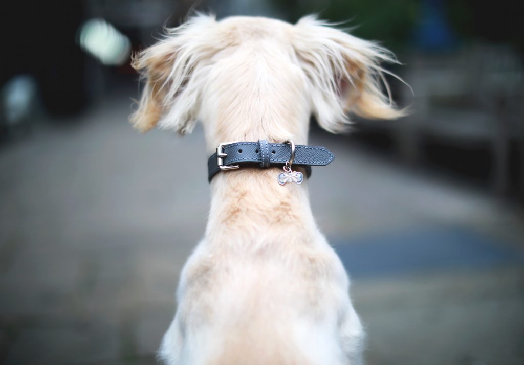 The Cheltenham Collar Steel Bone and Home Luxury Dog Accessories
