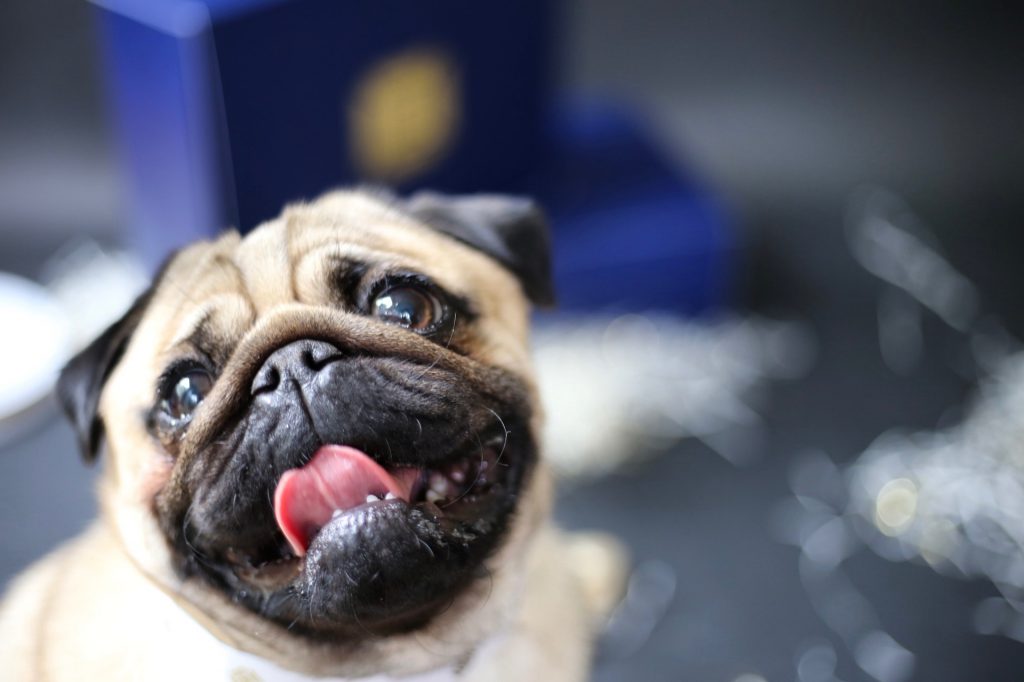 Open Me When Gift Boxes Pug