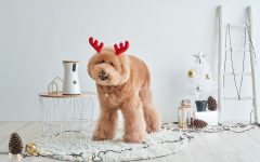 Interactive Dog Camera Christmas Gift