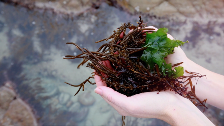 Seaweed Skincare